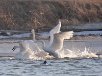 Trumpeter Swans 1005